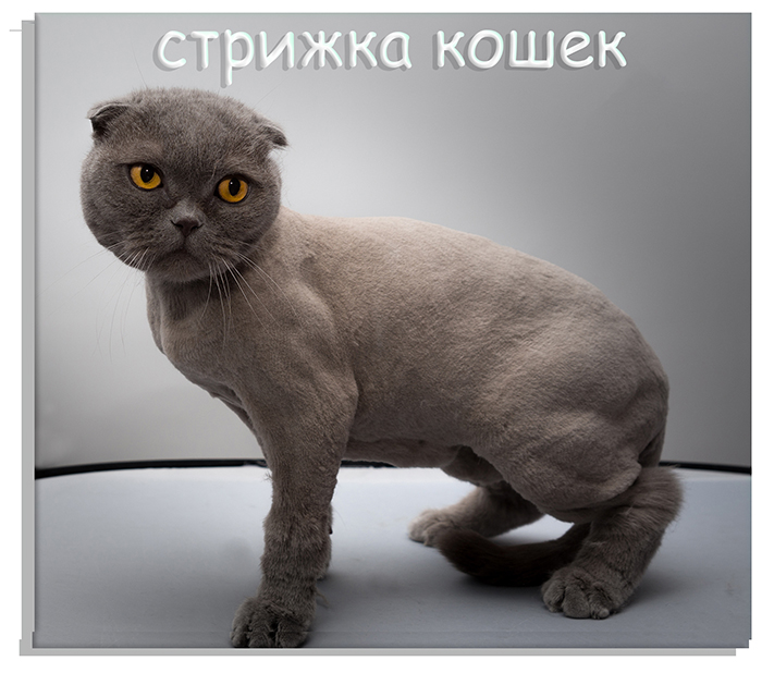 Стрижка кошек