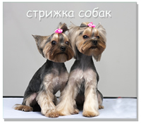Стрижка собак